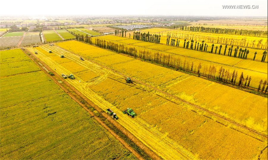 Bird's-eye view of colorful landscape in Shanghai