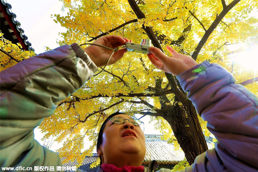 1,100-year-old ginkgo trees attract visitors in Beijing
