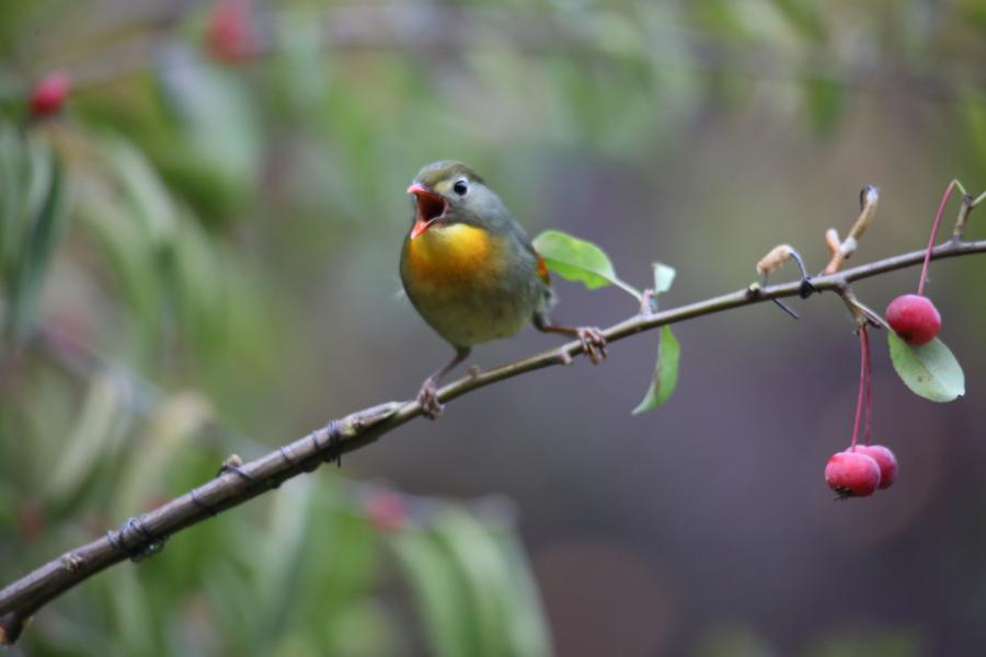 Red-billed leiothrix spotted frolicking in Beijing