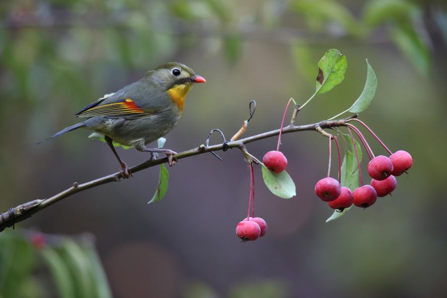 Red-billed leiothrix spotted frolicking in Beijing