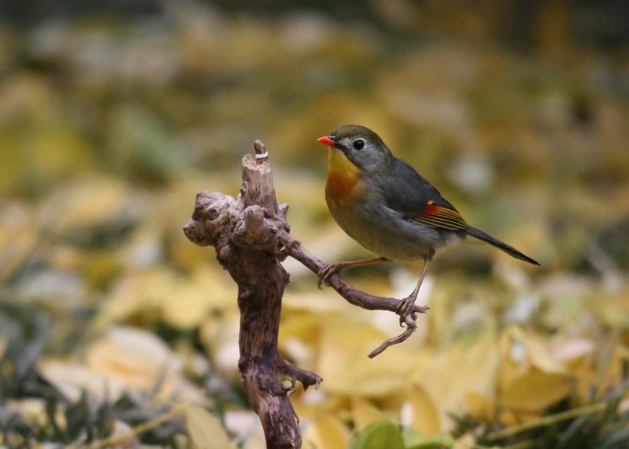 Red-billed leiothrix spotted frolicking in Beijing