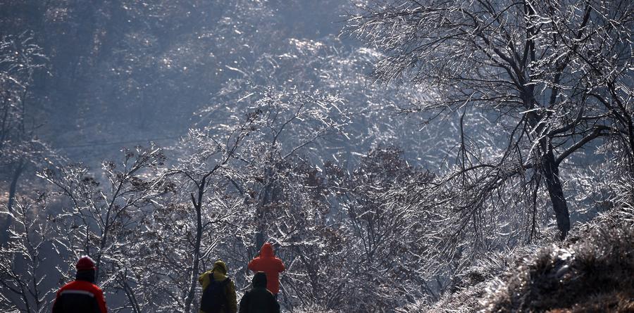 Trees cloaked with ice seen in NE China