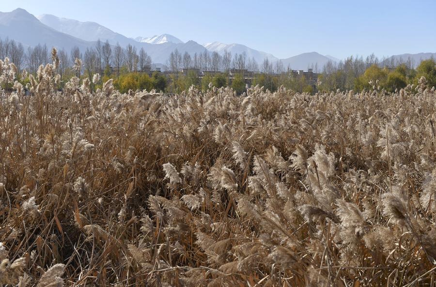 Lhalu wetland: highest natural wetland in China