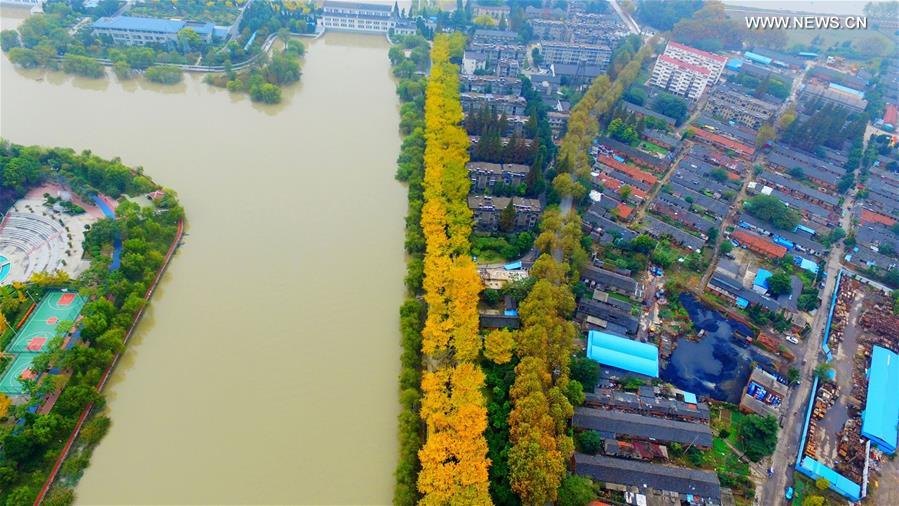 Aerial view of ginkgo trees in E China's Yangzhou