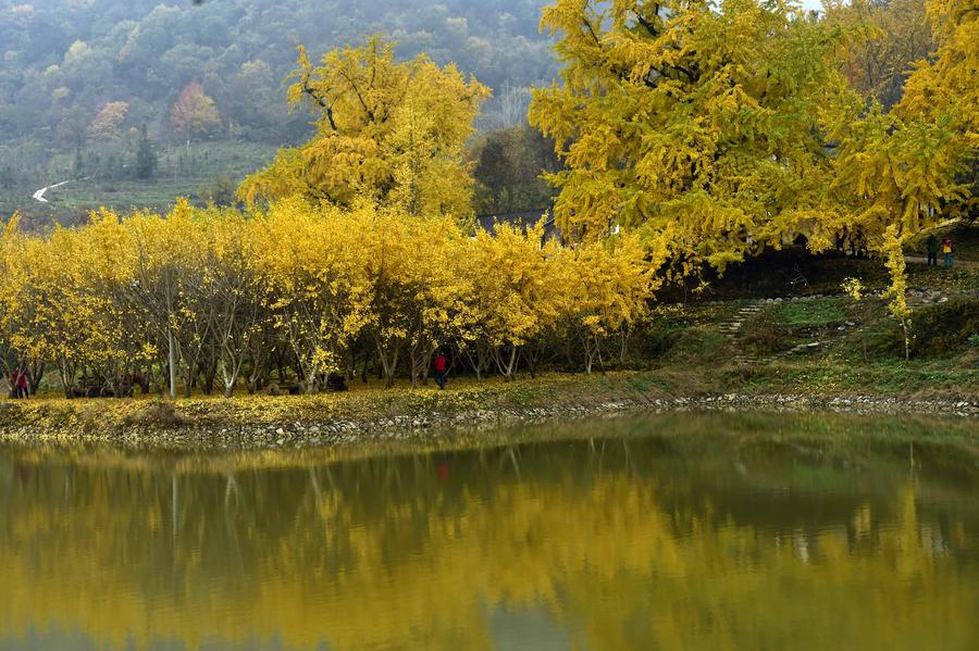 Ginkgo trees seen at ginkgo valley in Hubei