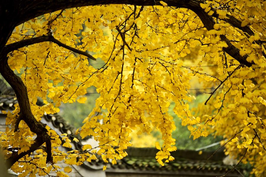 Ginkgo trees seen at ginkgo valley in Hubei