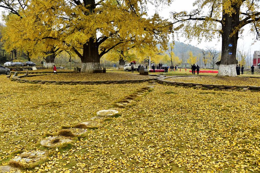 Ginkgo trees seen at ginkgo valley in Hubei