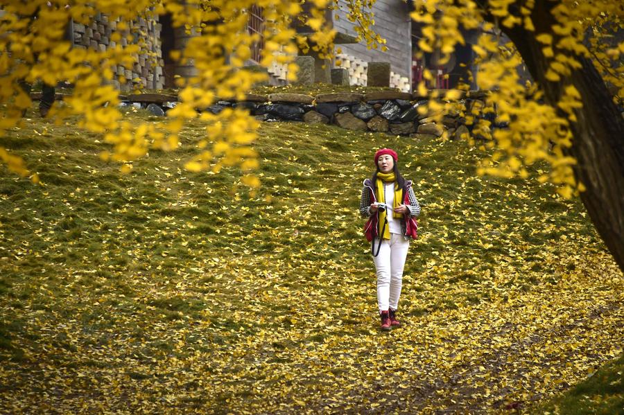 Ginkgo trees seen at ginkgo valley in Hubei