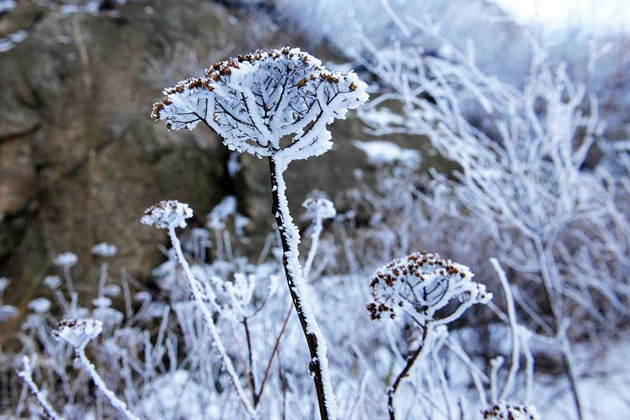 Rime scenery at Lingzhu Mountain in Qingdao