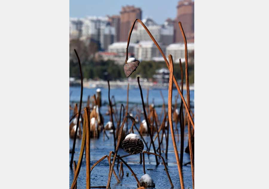 Snow scenery of Daming Lake in Jinan, Shandong province