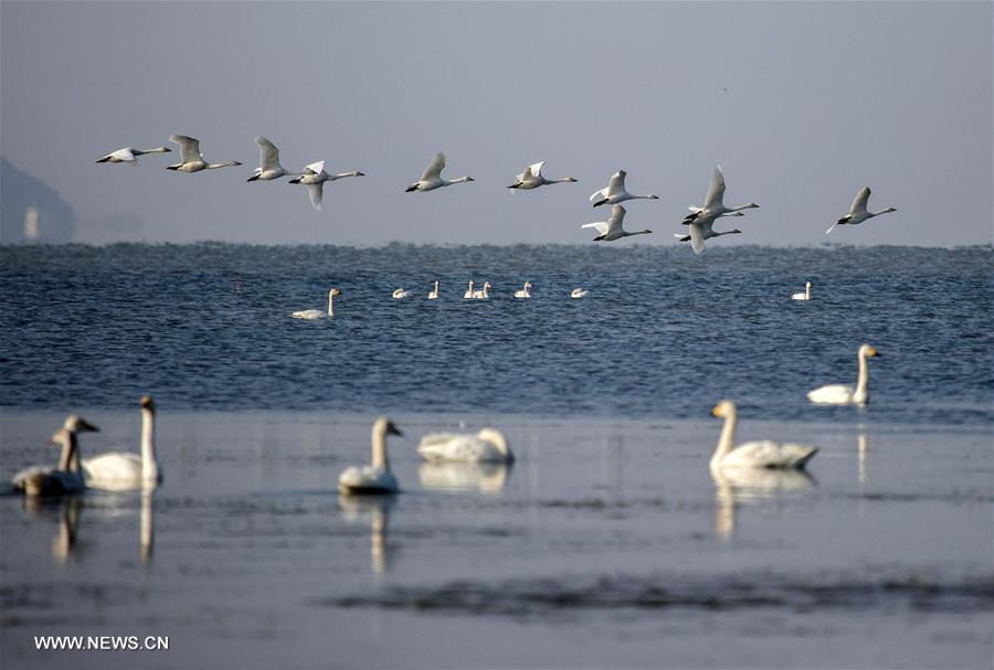 Swans fly over Poyang Lake in Jiangxi
