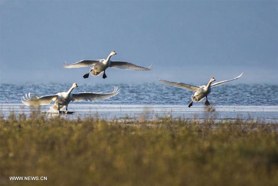Swans fly over Poyang Lake in Jiangxi