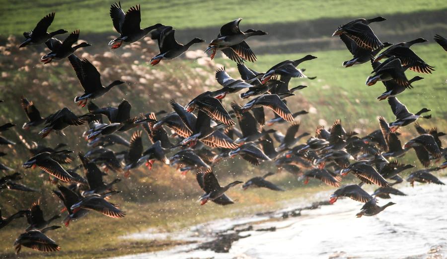 Good ecological conditions in Xuyi attract migratory birds