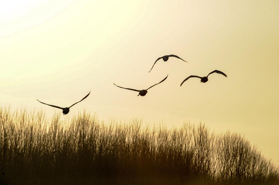 Swans leave freezing Siberia for sunny Henan