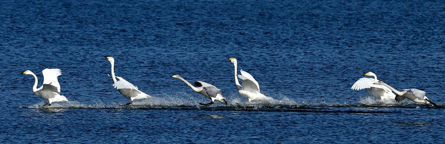 Swans leave freezing Siberia for sunny Henan