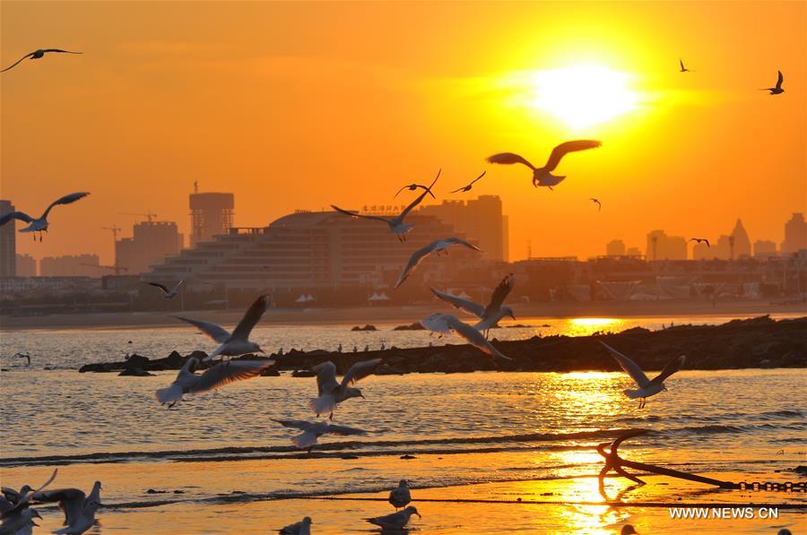 Gulls seen on seashore in Rizhao City, Shandong