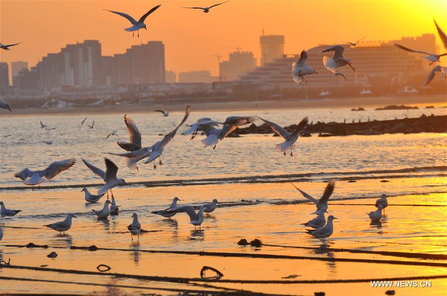 Gulls seen on seashore in Rizhao City, Shandong