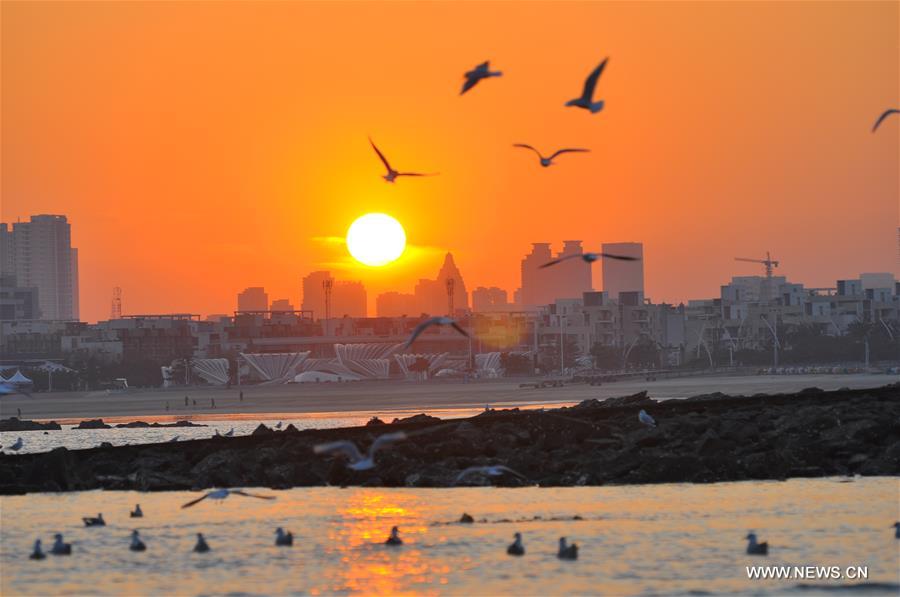 Gulls seen on seashore in Rizhao City, Shandong