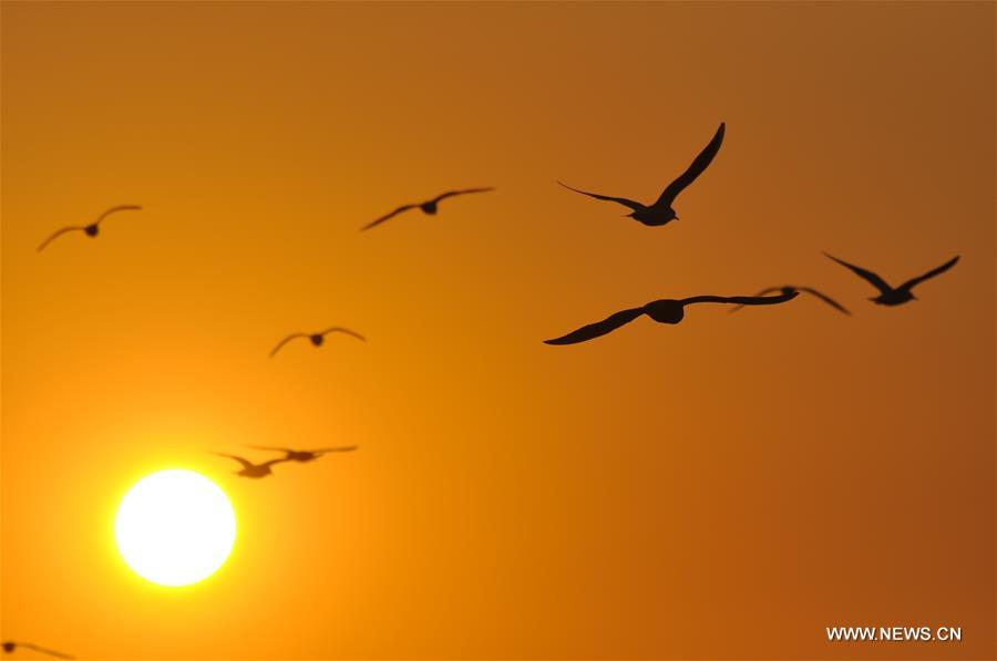 Gulls seen on seashore in Rizhao City, Shandong