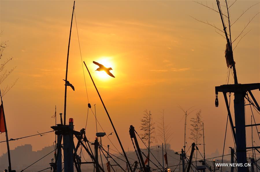 Seagulls seen in evening glow in E China's Shandong