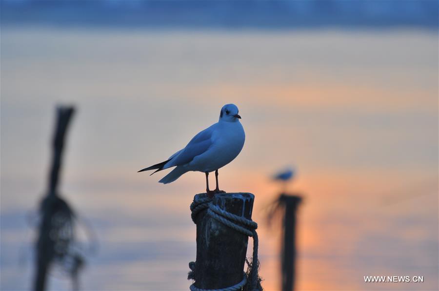 Seagulls seen in evening glow in E China's Shandong