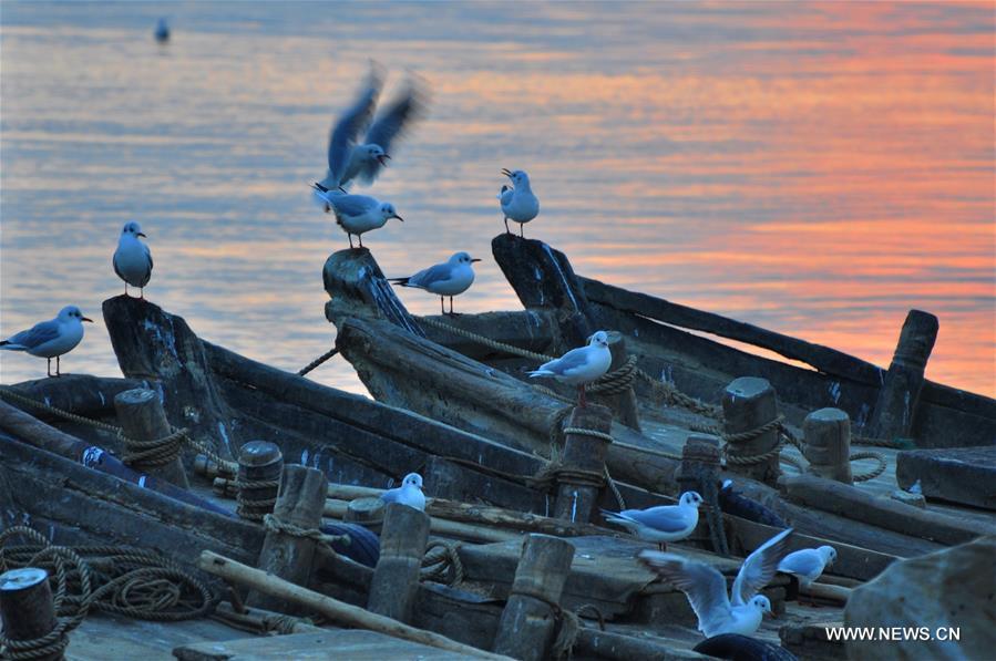 Seagulls seen in evening glow in E China's Shandong