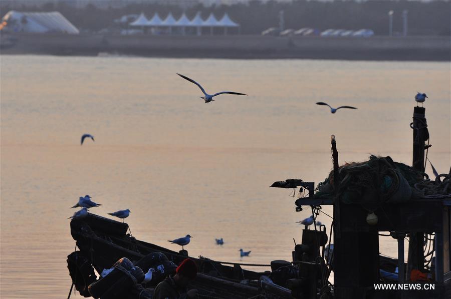 Seagulls seen in evening glow in E China's Shandong