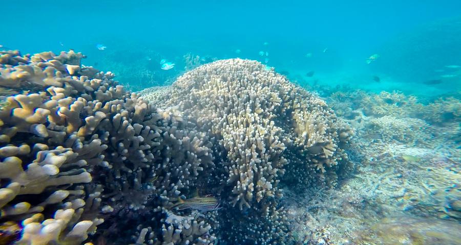 Underwater scenery of Qilian Islands in Hainan