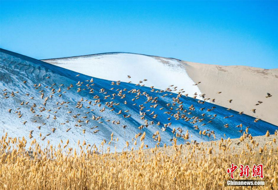 Birds fly in Mingsha Mountain in NW China