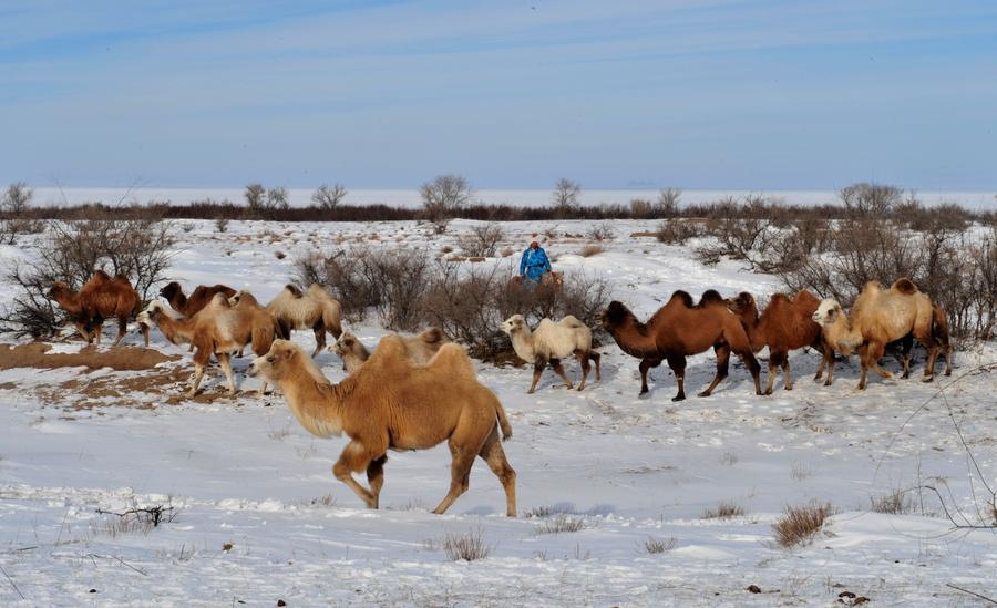 Snow scenery of Hexigten Qi in Inner Mongolia