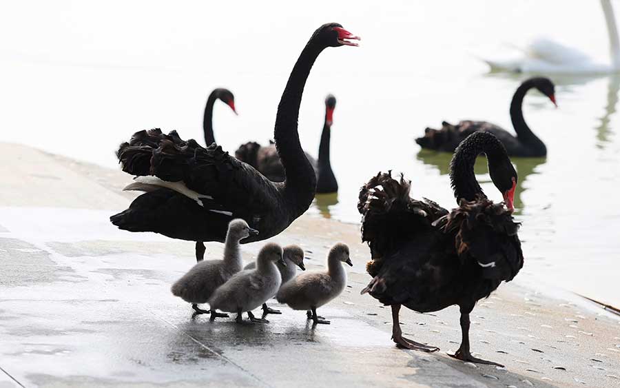 Black swans enjoy time with babies at wetland of Aixi Lake