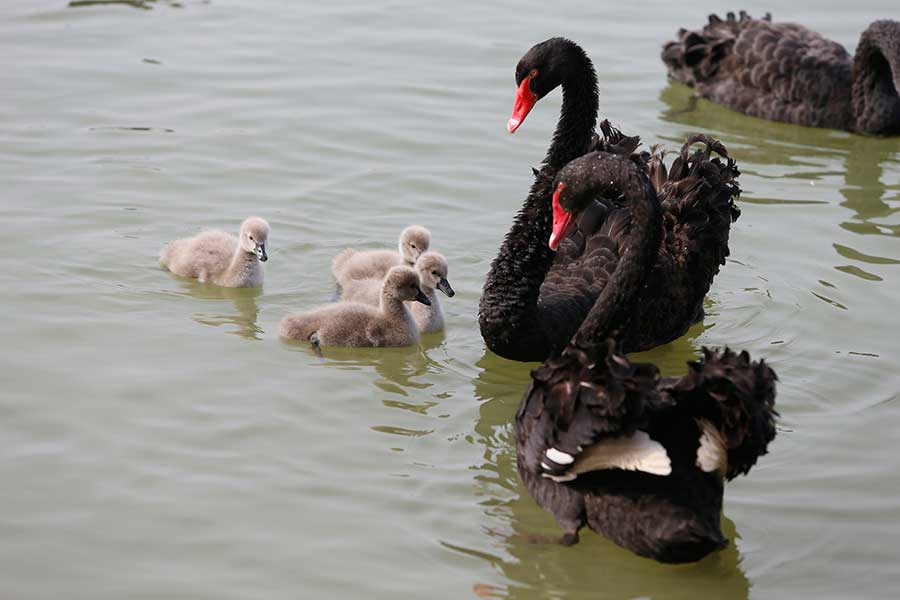 Black swans enjoy time with babies at wetland of Aixi Lake