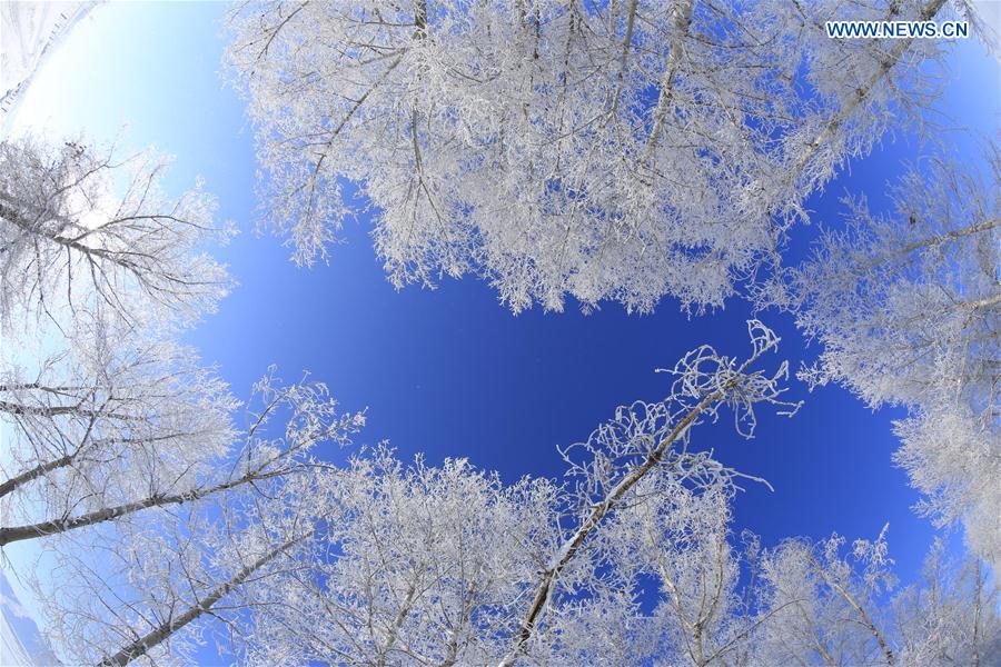 Gorgeous rime scenery in China's Xinjiang