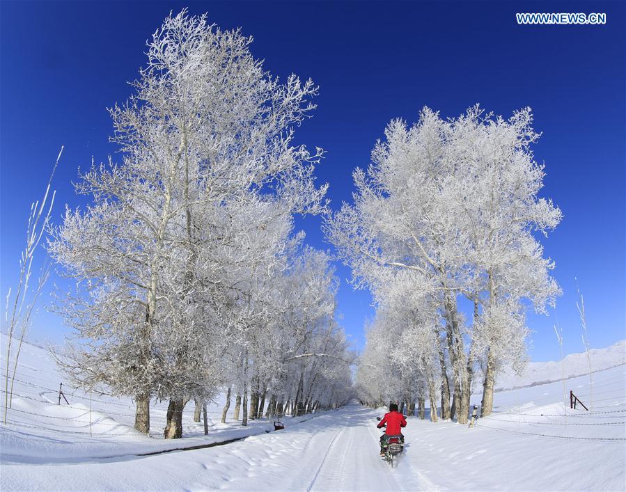 Gorgeous rime scenery in China's Xinjiang