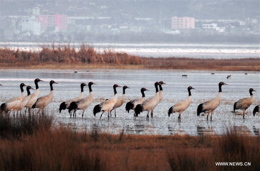 Migratory birds seen on Caohai Nature Reserve in SW China