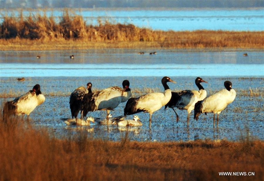 Migratory birds seen on Caohai Nature Reserve in SW China