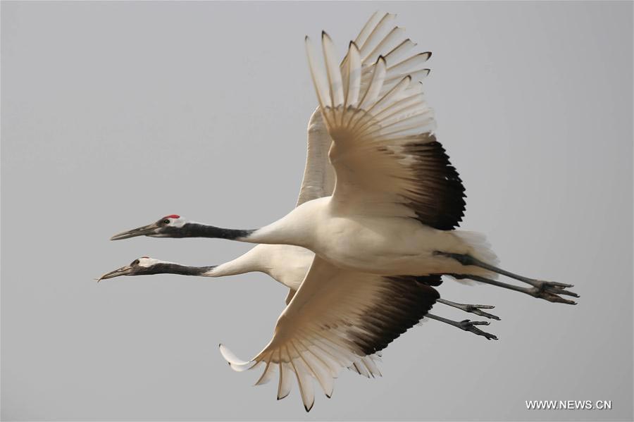 Red-crowned cranes seen at Yancheng nature 