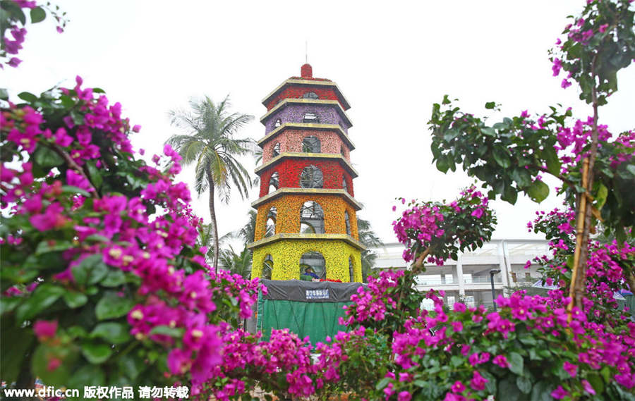 Hainan bougainvilleas add color to coming Spring Festival