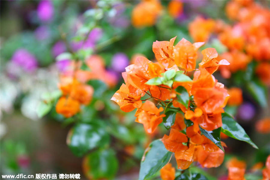 Hainan bougainvilleas add color to coming Spring Festival