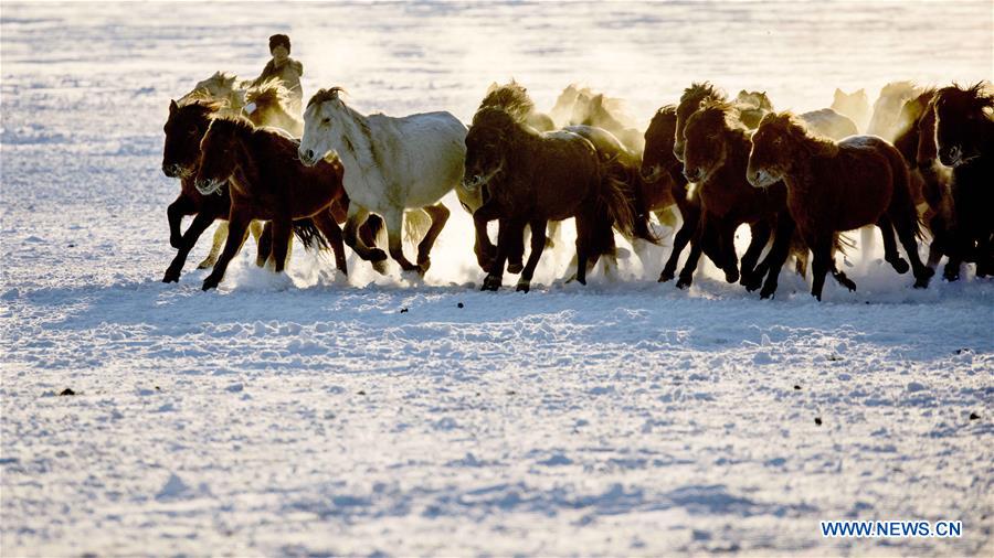 Herdsmen graze horses on snow-covered pasture of Hulunbuir