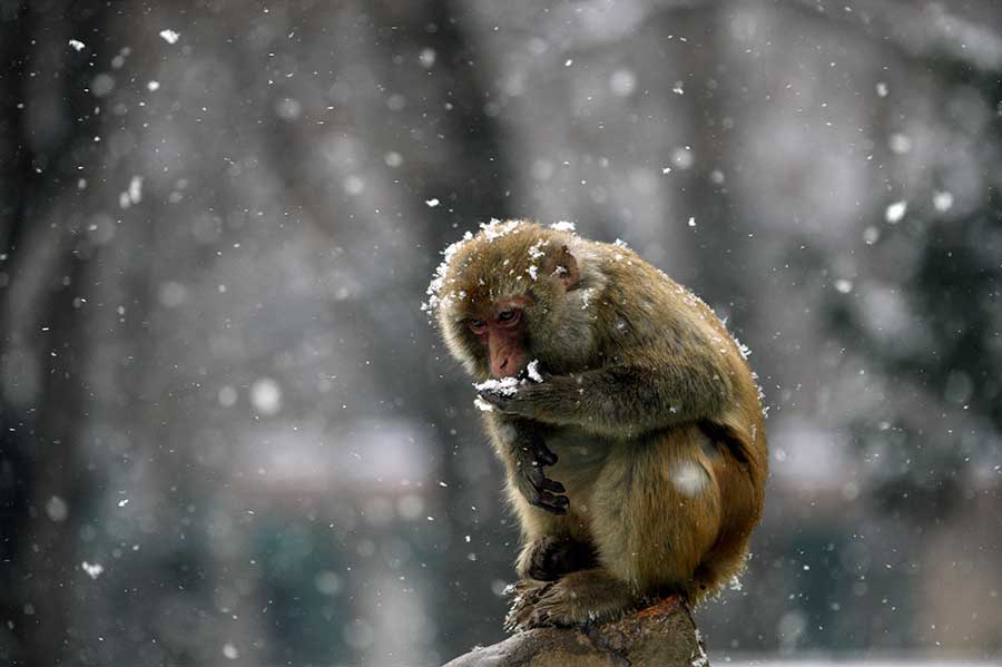 Macaques create a lively winter scene in Anhui province