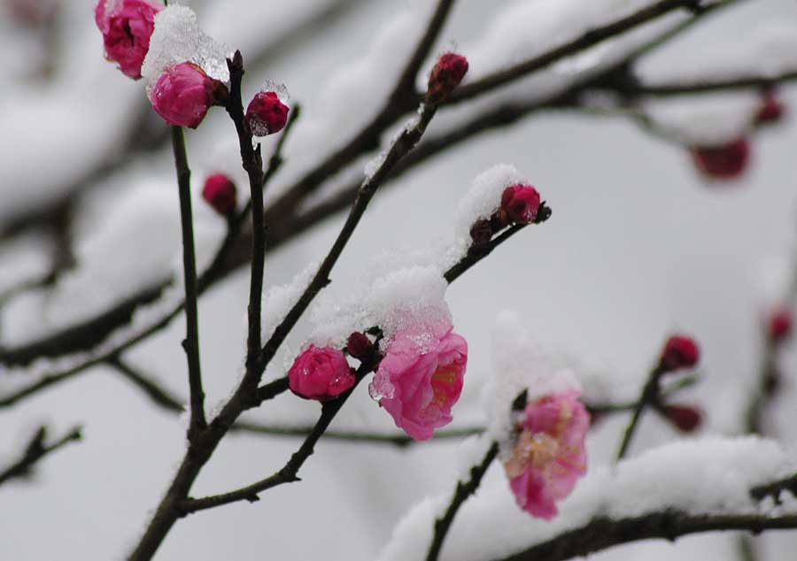 Plum blossoms brighten the bleak winter