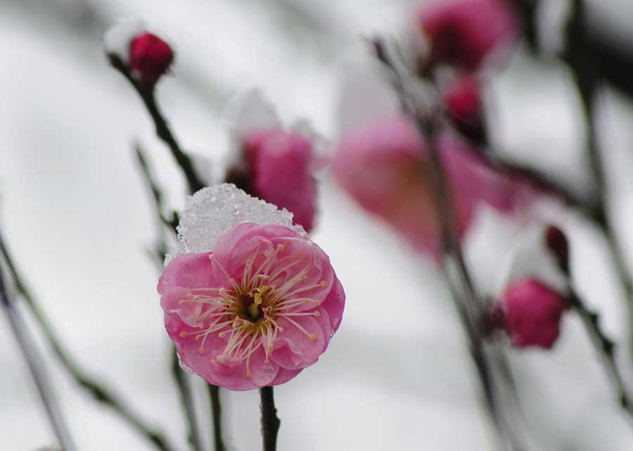 Plum blossoms brighten the bleak winter