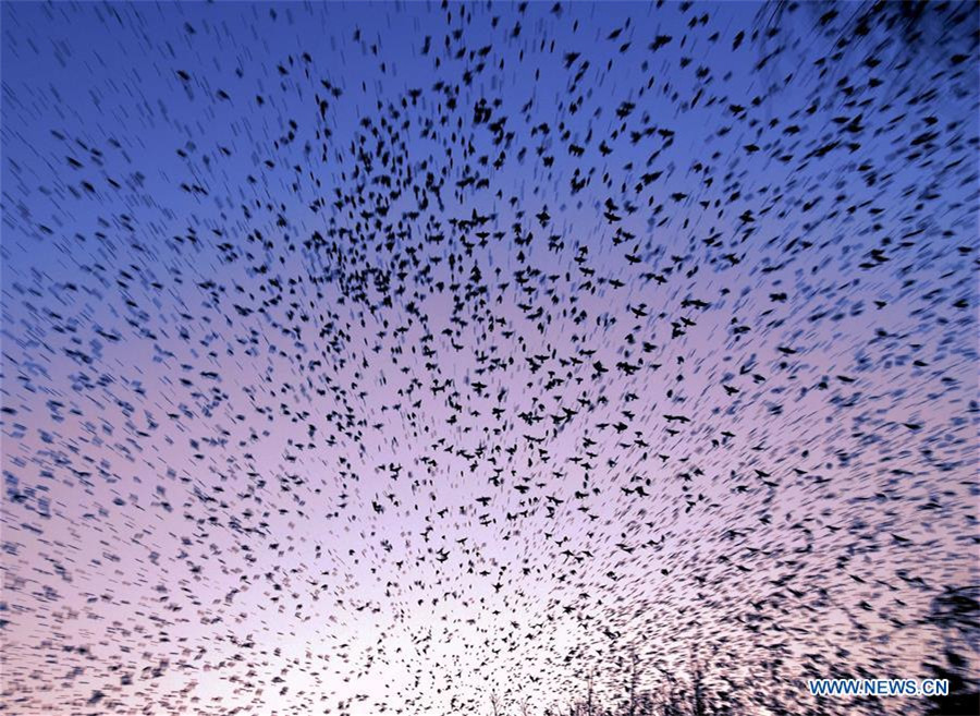 Flocks of birds hover over East China