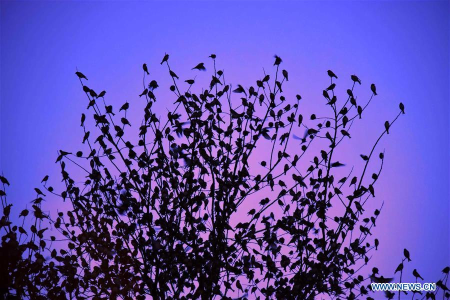 Flocks of birds hover over East China