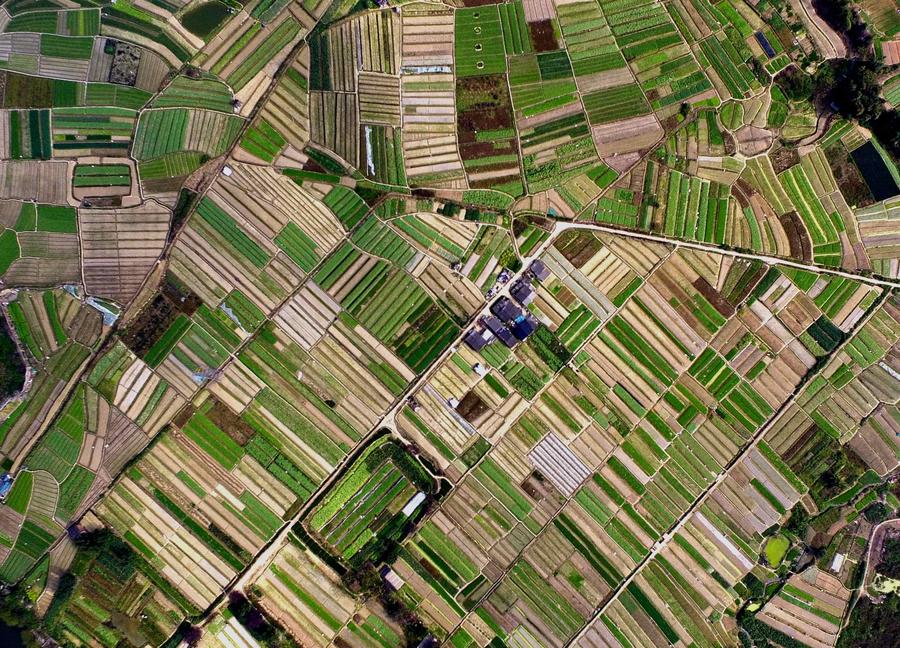 Aerial view of vegetable fields in Nanning