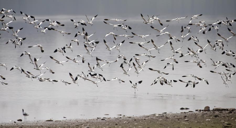 Migratory birds seen in Central China's Hunan