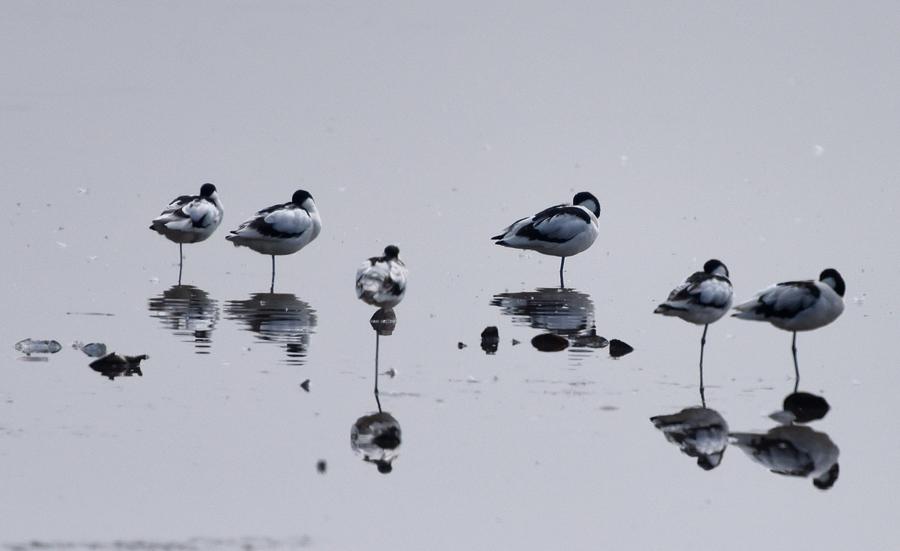 Migratory birds seen in Central China's Hunan