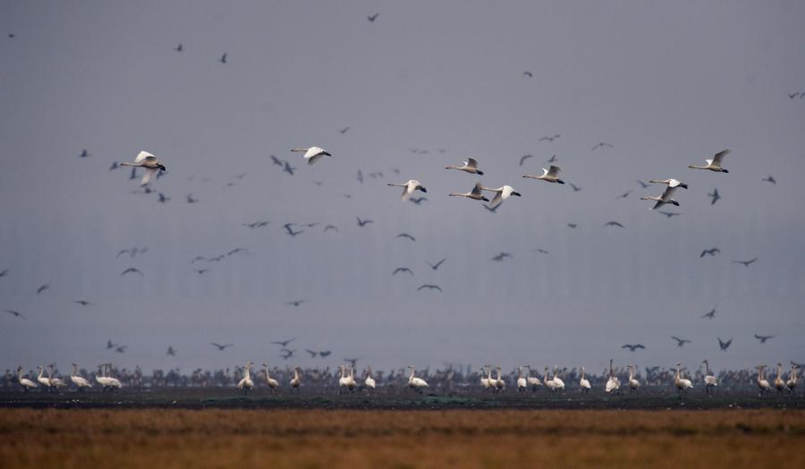 Migratory birds seen in Central China's Hunan