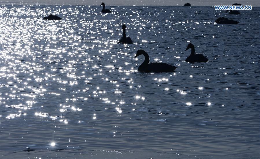 In pics: Swans in Qinghai Lake, NW China